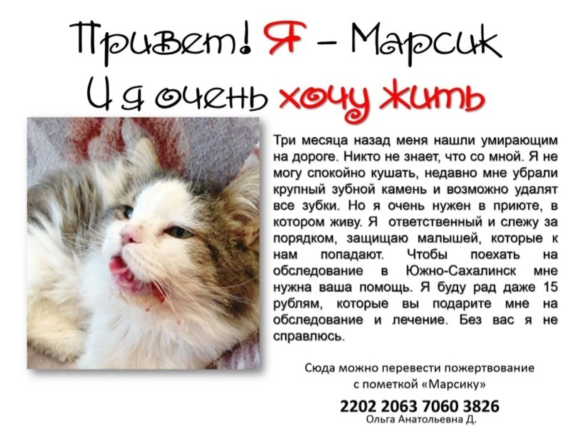 Активисты просят помочь коту с лечением