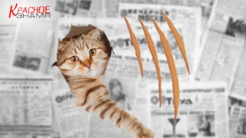 Болезнь кошачьих царапин. Причины, симптомы и лечение