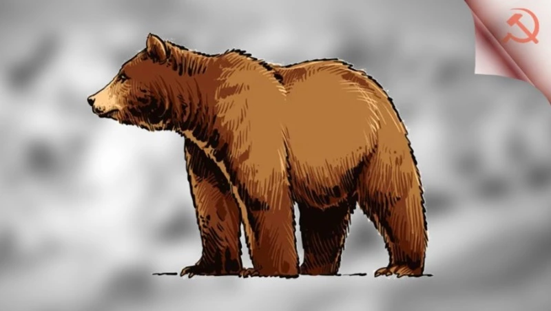 На Сахалине увеличили сроки охоты на бурого медведя