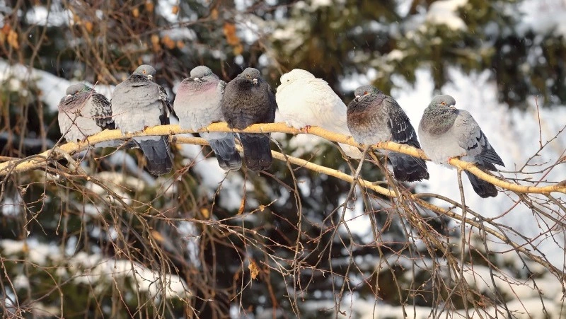 Народные приметы на 7 февраля 2025: что можно и нельзя делать в Григорьев день