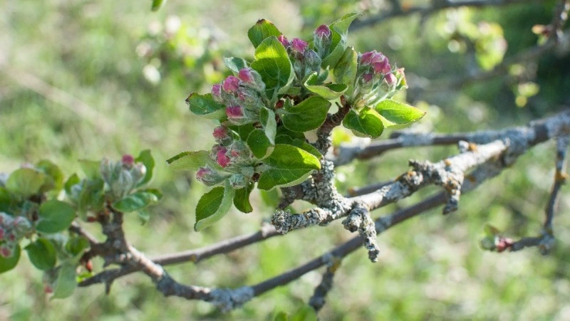 Народные приметы на 4 мая 2024: что нельзя делать в этот день