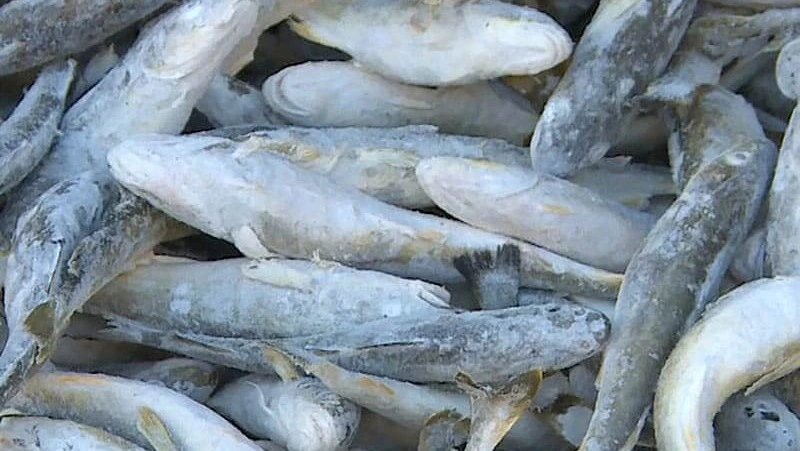 О реализации рыбы 29.01.2024 г.