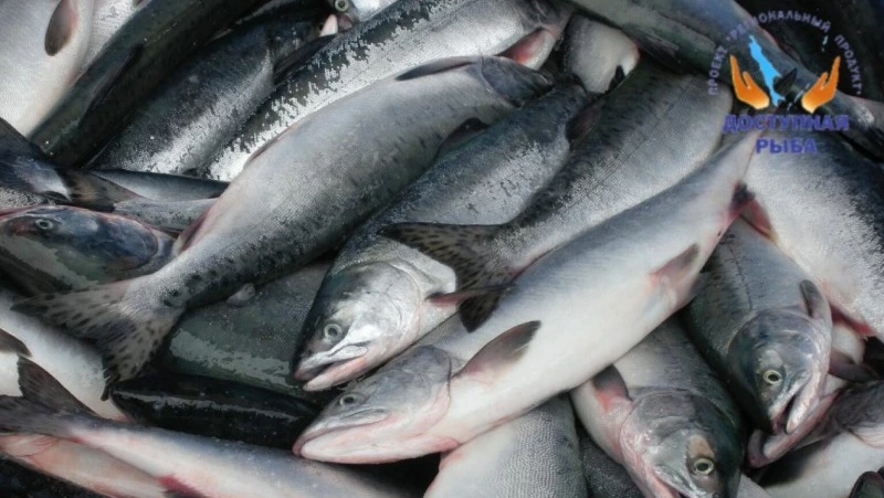 О реализации горбуши 9 августа