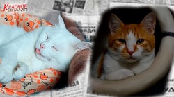 «ШАНС НА ЖИЗНЬ» – ОРГАНИЗАЦИЯ ТОЛЬКО ДЛЯ ПОМОЩИ КОШКАМ
