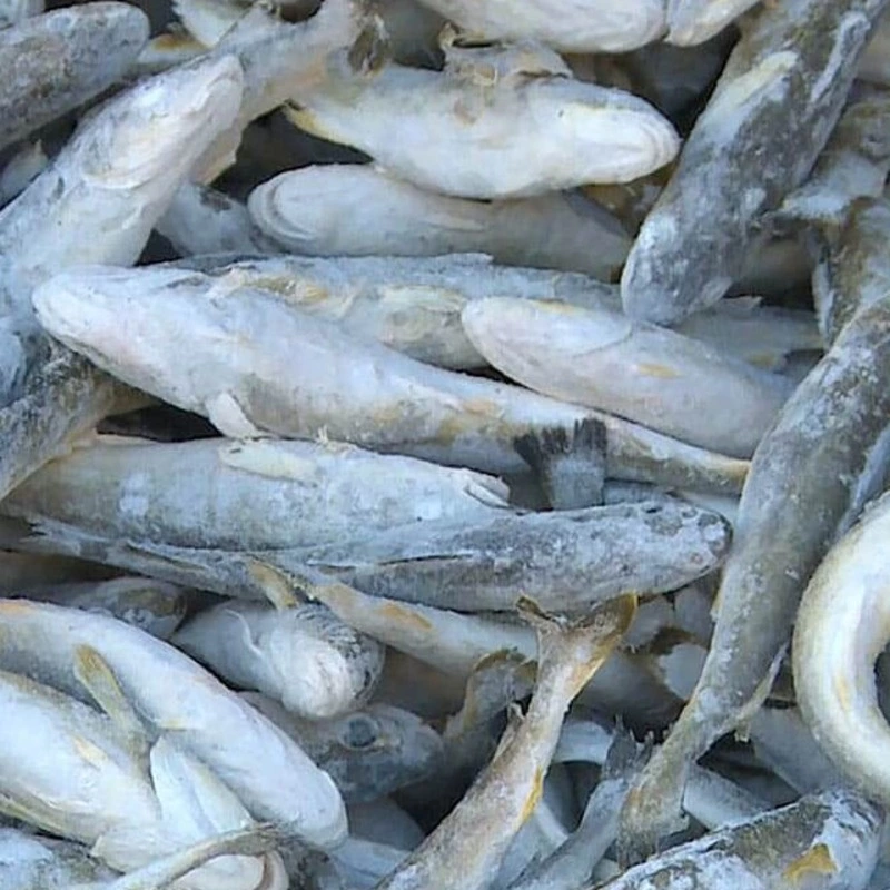 О реализации рыбы 11.01.2024 г.