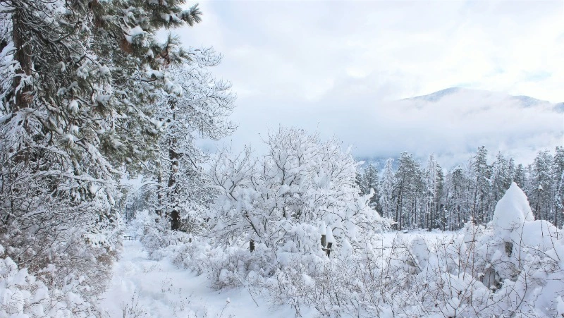 Небольшой снег и порывистый ветер ожидаются в Сахалинской области 27 января