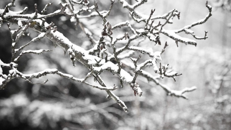 Снег и 20-градусный мороз ожидаются в Сахалинской области 4 февраля