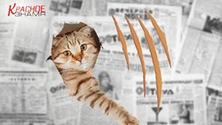 Болезнь кошачьих царапин. Причины, симптомы и лечение