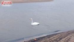 Смерть краснокнижного лебедя, второй нуждается в спасении