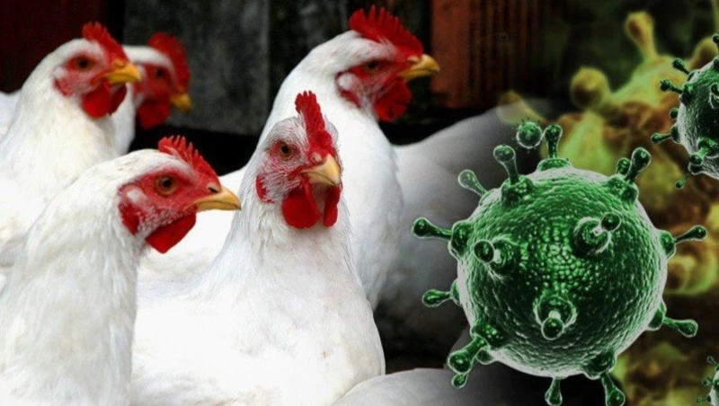 ВНИМАНИЕ! ВЫСОКОПАТОГЕННЫЙ ГРИПП ПТИЦ!