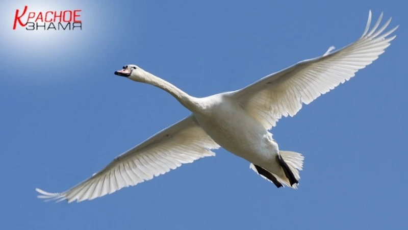 Лебедь Василиса улетела в теплые края: история спасения краснокнижной птицы получила финал