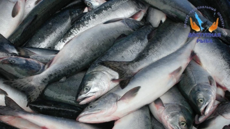 О реализации свежей рыбы 16 августа