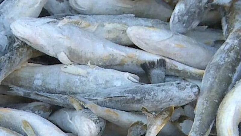 О реализации рыбы 11 января 2024 года