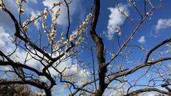 Ветреная и теплая погода ожидается на Сахалине 4 апреля