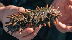 На Сахалине суд вынес приговор шестерым жителям за браконьерство в лагуне Буссе