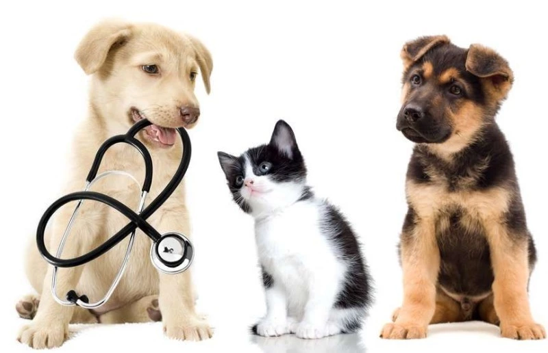 На страже здоровья – ветеринары