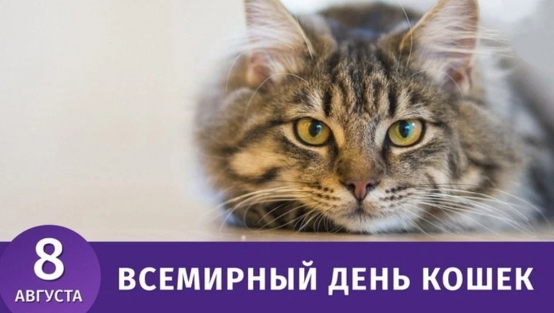 Всемирный день кошек 2024 — красивые картинки 