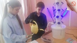 Гидропоника в действии: юные исследователи посадили помидоры и ягоды