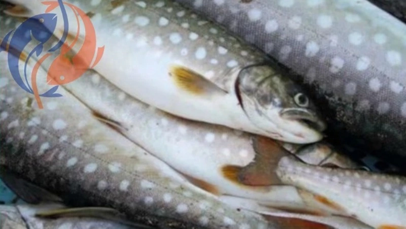 О реализации свежей рыбы 7 ноября