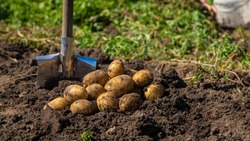 Когда сажать картофель в 2025 году: сроки, сорта и методы посадки
