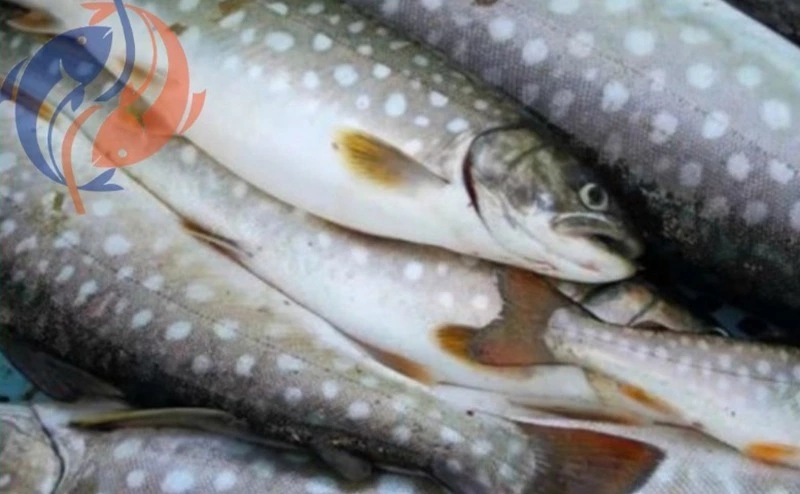 О реализации свежей рыбы 01.12.2023 г.