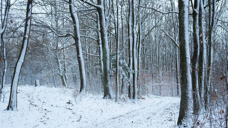 Северный ветер и снег ожидаются на Сахалине 30 января