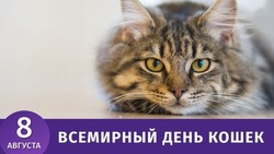 Всемирный день кошек 2024 — красивые картинки 