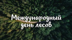 Международный день лесов 2025: картинки к 21 марта