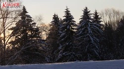 Незаконная рубка елок перед Новым годом грозит штрафами и уголовной ответственностью