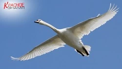 Лебедь Василиса улетела в теплые края: история спасения краснокнижной птицы получила финал