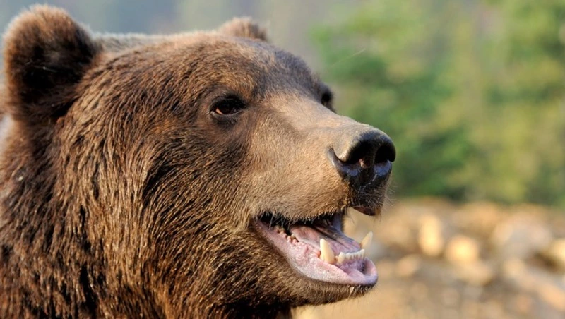 Александровцев предупреждают об учащении случаев выхода бурых медведей к населенным пунктам