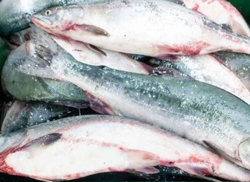 Свыше 1000 тонн свежей рыбы по сниженным ценам реализовали сахалинцам и курильчанам