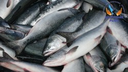 О реализации свежей рыбы 5 сентября