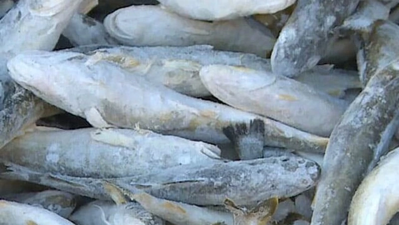 О реализации рыбы 11.01.2024 г.