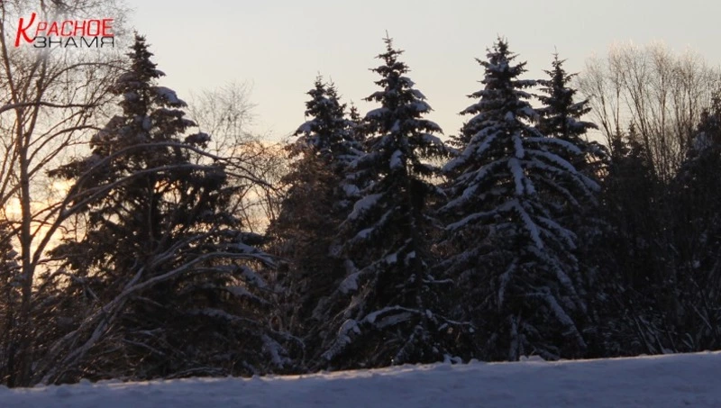 Незаконная рубка елок перед Новым годом грозит штрафами и уголовной ответственностью