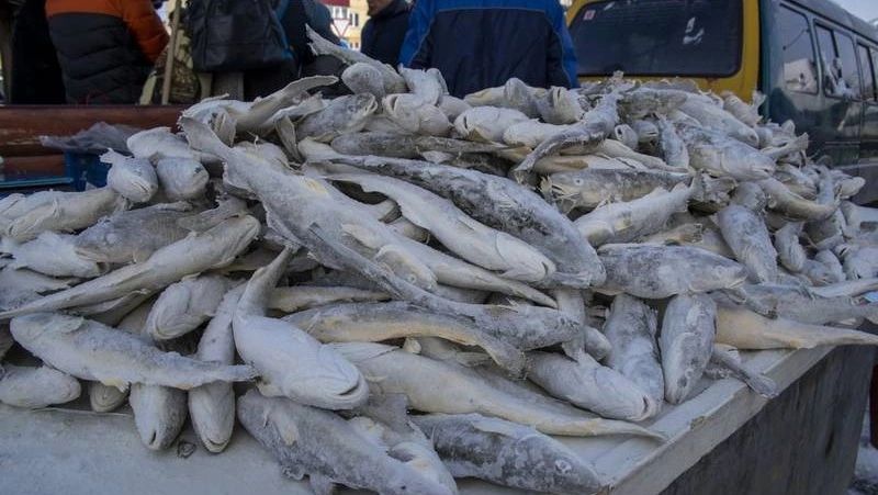 Почти в 8 раз больше наваги выловили на северо-западном побережье Сахалина в этом году