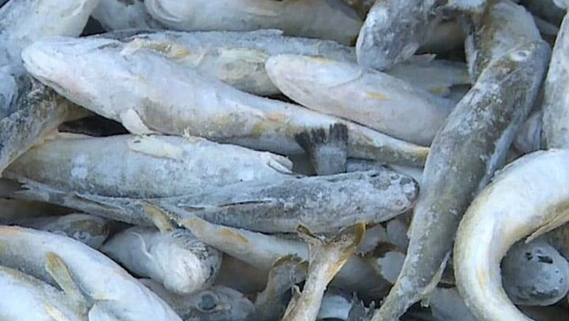 О реализации рыбы 24.01.2024 г.