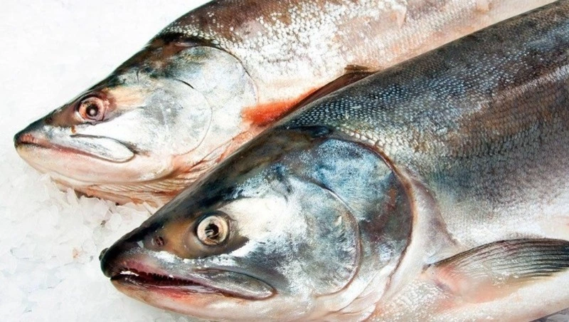 Реализация свежей сезонной рыбы по сниженным ценам продолжается