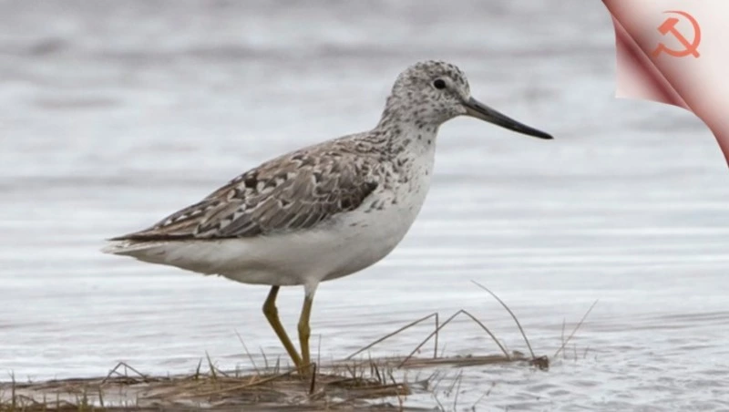 Охотский улит под защитой
