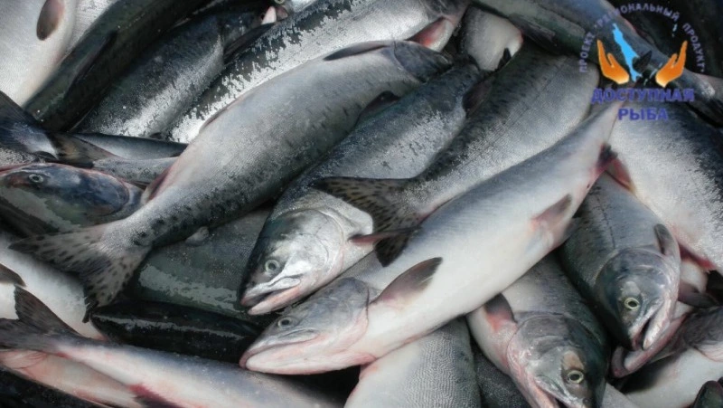 О реализации свежей рыбы 11 августа