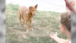 Сахалинцам напоминают об опасности  прикормки животных без владельцев